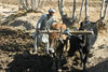 Afghanistan - Herat province - farmer ploughing with oxen - photo by E.Andersen