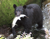 Wrangell Island, Alexander Archipelago, Alaska: a bear and his salmon - photo by R.Eime