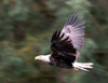 Wrangell Island, Alexander Archipelago, Alaska: Bald Eagle in flight- Tongass National Forest - photo by R.Eime