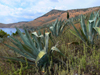 Vlor county, Albania: Aloe vera - landscape between Dhermi and Qeparo - photo by J.Kaman