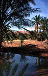 Algeria / Algrie - Droh - wilaya de Biskra: small pond in the oasis - photo by C.Boutabba