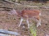 India - Andaman islands - Ross island: deer (photo by G.Frysinger)