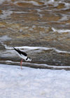 Cove Pond, West End Village, Anguilla: Black-necked Stilt - Himantopus mexicanus - shorebird - natural white foam - photo by M.Torres