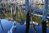 Argentina - Valle de los Castores - Tierra del Fuego: beavers' dam - represa - embalse (photo by N.Cabana)