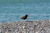 Argentina - Puerto Deseado  (Patagonia, Santa Cruz Province): Oystercatcher on the beach - photo by C.Breschi