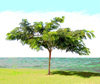 Israel - blurs of the nature - lonely tree (image by Efi Keren)