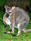 Australia - Grey kangaroo  (Victoria) - photo by Luca Dal Bo