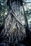 Australia - Northern Territory: Strangler fig - photo by  Picture Tasmania/Steve Lovegrove