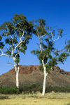 Australia - Alice Spring: Twin Ghost Gums - photo by  Picture Tasmania/Steve Lovegrove