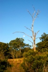 Australia - Bunya Mountains National Park (Queenskand) tree at Westcott Camp - photo by Luca Dal Bo