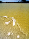 south of Hyden (WA): Yellow Salt Pond - shore line - photo by B.Cain