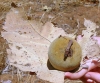 Australia - Gregory NP - Bullita Stock Route (NT): baobab fruit - photo by Luca dal Bo