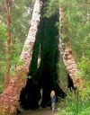 Australia - Walpole NP (WA): Big tree walk - photo by Luca dal Bo