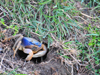 Belize City, Belize: blue crab near it's burrow - photo by M.Torres