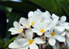 Belize City, Belize: frangipani flowers on Regent st - plumeria - photo by M.Torres