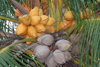 Belize / Belice - San Pedro - Ambergris Caye, Belize District: two generations of coconuts - cocos - photo by C.Palacio