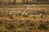 Bhutan - Black-necked cranes - Phobjikha valley - photo by A.Ferrari