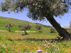 Bosnia / Bosnia / Bosnien - Olive trees and green fields (photo by J.Kaman)