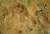 Okavango delta, North-West District, Botswana: impalas grazing - Aepyceros melampus - photo by J.Banks