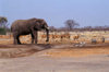 Chobe National Park, North-West District, Botswana: Warthogs and Impalas impatiently wait for an elephant to finish drinking in the Savuti Marsh - photo by C.Lovell