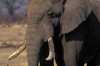 Chobe National Park, North-West District, Botswana: a bull elephant in the Savuti Marsh - Loxodonta Africana - photo by C.Lovell