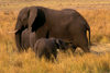 Chobe National Park, North-West District, Botswana: African Elephants are social animals and have a matriarchal society- calf and cow - Loxodaonta Africana - Savuti Marsh - photo by C.Lovell