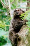 Atlantic Forest, RJ, Brazil: Black-tufted Marmoset on a tree - Callithrix penicillata | Mico-estrela numa rvore - photo by L.Moraes