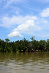 Temburong District, Brunei Darussalam: dense tropical forest along the banks of the Temburong river - photo by M.Torres