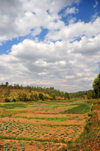 Gitega / Kitega, Burundi: cultivated valley - agriculture along the RN 2 - photo by M.Torres