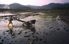 Siem Reap Province, Cambodia: ploughman in a paddy field at sunset - photo by E.Petitalot