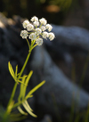 Canada / Kanada - Saskatchewan: single white flower - photo by M.Duffy