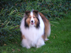 Niagara Falls, Ontario, Canada / Kanada: Sheltie - Shetland Sheepdog - photo by R.Grove