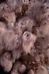 Canada / Kanada - Whitehorse, Yukon: hairy plants - photo by F.Rigaud