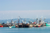 Canada 414 Scenic view of the commercial fishing pier in Digby, Nova Scotia, Canada - photo by D.Smith