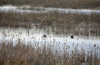 Canada - Ontario - Lake Superior: marsh on the north shore - photo by R.Grove