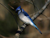 Canada - Ontario - Blue jay sits - Cyanocitta cristata - fauna - photo by R.Grove