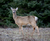 Canada - Ontario - White-tailed deer on the edge of the forest - Odocoileus virginianus - fauna - photo by R.Grove