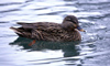 Canada - Ontario - female mallard - wild duck - Anas platyrhynchos - fauna - photo by R.Grove