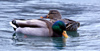 Canada - Ontario - pair of mallards - Anas platyrhynchos - fauna - photo by R.Grove