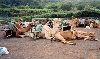 Canary Islands - Tenerife - Cruz Grande: captive camel caravan - photo by M.Torres