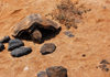 S.Maria, Sal island, Cape Verde / Cabo Verde: remains of a turtle - tartaruga morta - photo by R.Resende