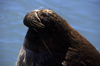 Valdivia, Los Ros, Chile: male southern sea lion with long whiskers - Otaria flavescens - photo by C.Lovell