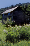 Valdivia, Los Ros, Chile: wooden cabin and Calla Lilies in the Calle Calle river valley - photo by C.Lovell