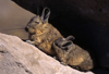 Lauca National Park, Arica and Parinacota region, Chile: mother Mountain Viscacha nurses her baby - high altitude altiplano - Lagidium viscacia  rodent of the chinchilla family - photo by C.Lovell