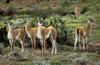 Torres del Paine National Park, Magallanes region, Chile: four newborn guanacos in the Patagonian steppe - Lama guanicoe - photo by C.Lovell