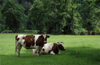 Puesco, Araucana Region, Chile: beef cattle on lush pasture - Lake District of Chile - photo by C.Lovell