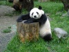 China - Sichuan Province: Giant panda / Ailuropoda melanoleuca - Wolong Scientific Center for Panda Research and Preservation, in the mountains near Chengdu - Sichuan Giant Panda Sanctuaries - Unesco world heritage (photo by  G.Frysinger)