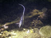 Christmas Island - Underwater photography - Moorish Idol from front (photo by B.Cain)