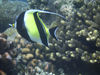 Christmas Island - Underwater photography - Moorish Idol (photo by B.Cain)