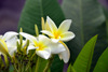 Brazzaville, Congo: white frangipani flowers on the tree - Plumeria alba - photo by M.Torres